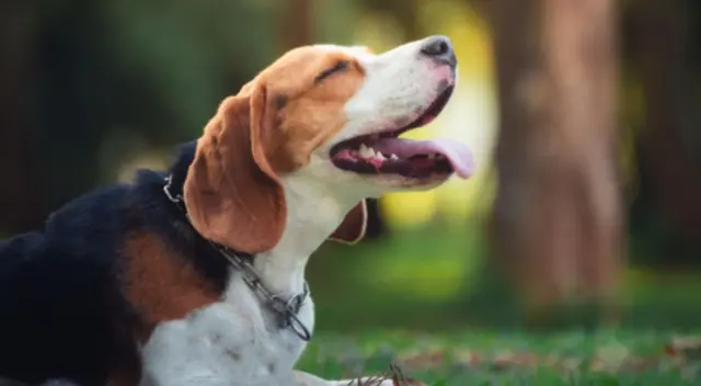 En el clip de TikTok se puede ver al perro con una curiosa actitud frente a su dueña ya que no ve su cama lista. En el clip de TikTok se puede ver al perro con una curiosa actitud frente a su dueña ya que no ve su cama lista.