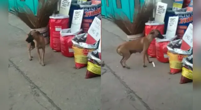 La escena causó la risa de varios usuarios en las redes sociales.