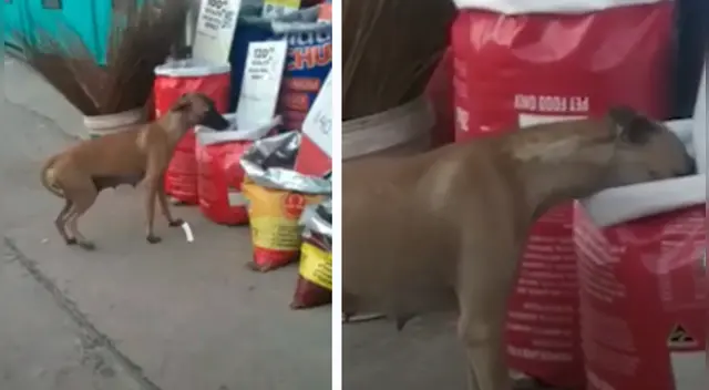 El clip cuenta con miles de reproducciones en TikTok.