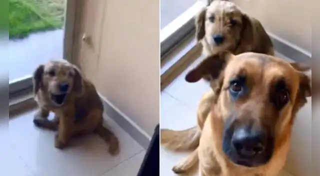 La escena causó el asombro de varios usuarios en las redes sociales.