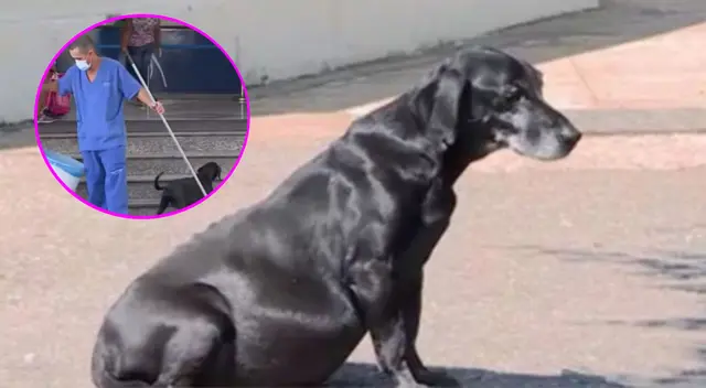 El perrito lleva esperando más de 10 años a su dueño. El perrito lleva esperando más de 10 años a su dueño.