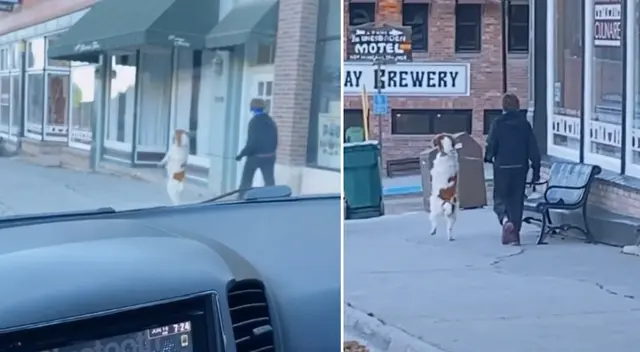 El perrito fue grabando dando un paseo junto a su dueña. El perrito fue grabando dando un paseo junto a su dueña.