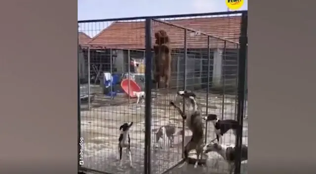 El travieso perro organizó a sus compañeros y les enseñó a escalar para que puedan escapar de su albergue. El travieso perro organizó a sus compañeros y les enseñó a escalar para que puedan escapar de su albergue.