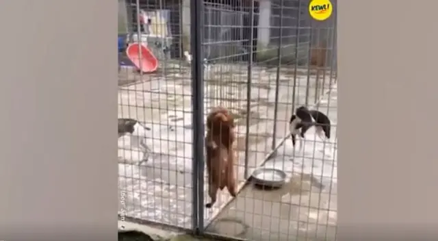 El travieso perro organizó a sus compañeros y les enseñó a escalar para que puedan escapar de su albergue. El travieso perro organizó a sus compañeros y les enseñó a escalar para que puedan escapar de su albergue.