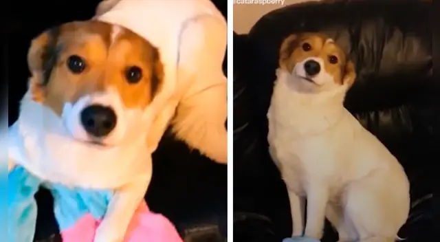 La escena causó la risa de varios usuarios en las redes sociales.