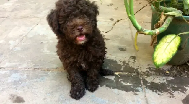 El travieso perro organizó a sus compañeros y les enseñó a escalar para que puedan escapar de su albergue. El travieso perro organizó a sus compañeros y les enseñó a escalar para que puedan escapar de su albergue.