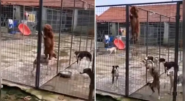 El travieso perro organizó a sus compañeros y les enseñó a escalar para que puedan escapar de su albergue. El travieso perro organizó a sus compañeros y les enseñó a escalar para que puedan escapar de su albergue.
