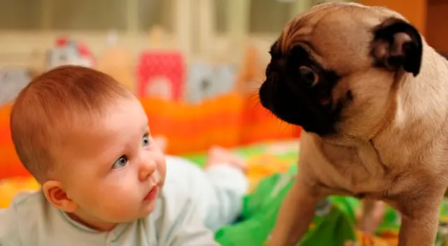 La madre compartió el video en Twitter generando la risa de cibernautas ante la peculiar reacción del can. La madre compartió el video en Twitter generando la risa de cibernautas ante la peculiar reacción del can.