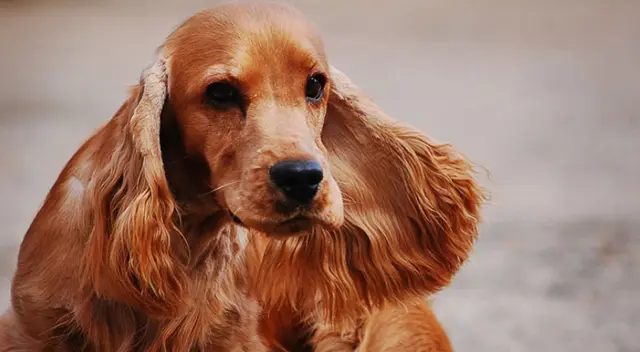 Una dueña quedó sorprendida al ver murmurar a su pequeño cachorro mientras le daba de comer a su hija en la cocina. El video fue compartido en redes sociales causando risas en los internautas. Una dueña quedó sorprendida al ver murmurar a su pequeño cachorro mientras le daba de comer a su hija en la cocina. El video fue compartido en redes sociales causando risas en los internautas.