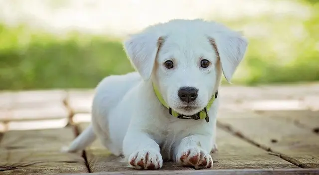 Una dueña quedó sorprendida al ver murmurar a su pequeño cachorro mientras le daba de comer a su hija en la cocina. El video fue compartido en redes sociales causando risas en los internautas. Una dueña quedó sorprendida al ver murmurar a su pequeño cachorro mientras le daba de comer a su hija en la cocina. El video fue compartido en redes sociales causando risas en los internautas.