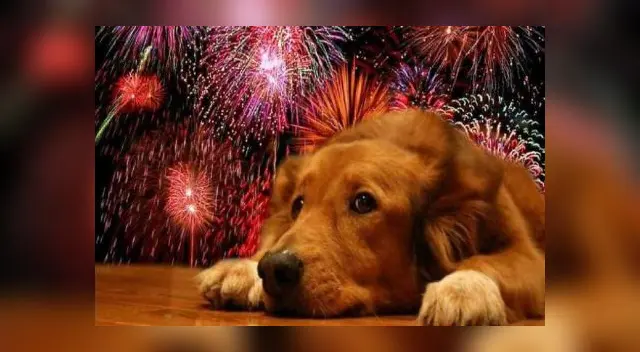 Una dueña quedó sorprendida al ver murmurar a su pequeño cachorro mientras le daba de comer a su hija en la cocina. El video fue compartido en redes sociales causando risas en los internautas. Una dueña quedó sorprendida al ver murmurar a su pequeño cachorro mientras le daba de comer a su hija en la cocina. El video fue compartido en redes sociales causando risas en los internautas.