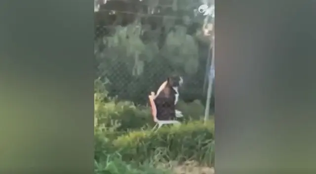 En TikTok, un par de perros han sido captados sentados sobre sillas mientras mantenían una seria 'conversación'. Mira aquí el divertido video viral. En TikTok, un par de perros han sido captados sentados sobre sillas mientras mantenían una seria 'conversación'. Mira aquí el divertido video viral.