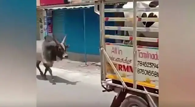 ¡Conmovedor! Un toro hizo todo lo posible para poder salvar a su ‘pareja’ y su valiente acción se volvió viral en Facebook. ¡Conmovedor! Un toro hizo todo lo posible para poder salvar a su ‘pareja’ y su valiente acción se volvió viral en Facebook.