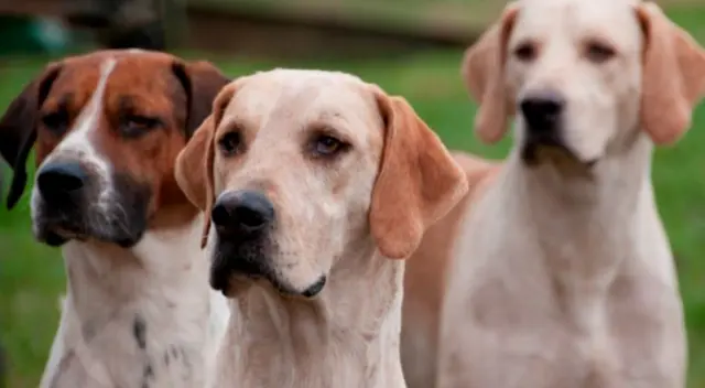 El momento fue captado y compartido en TikTok generando miles de reacciones por el curioso comportamiento de los cachorros en medio del parque. El momento fue captado y compartido en TikTok generando miles de reacciones por el curioso comportamiento de los cachorros en medio del parque.