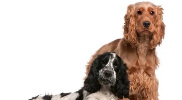 El momento fue captado y compartido en TikTok generando miles de reacciones por el curioso comportamiento de los cachorros en medio del parque. El momento fue captado y compartido en TikTok generando miles de reacciones por el curioso comportamiento de los cachorros en medio del parque.