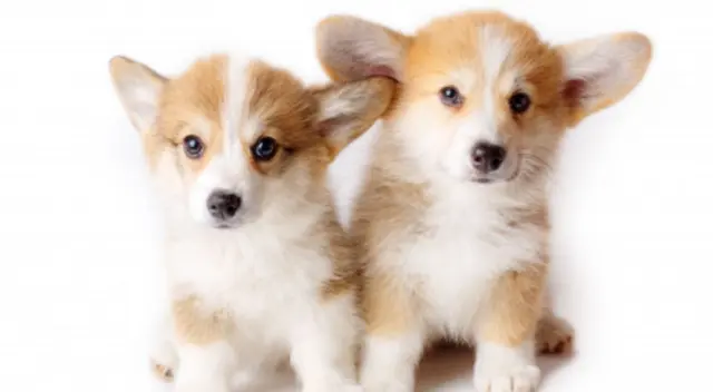 El momento fue captado y compartido en TikTok generando miles de reacciones por el curioso comportamiento de los cachorros en medio del parque. El momento fue captado y compartido en TikTok generando miles de reacciones por el curioso comportamiento de los cachorros en medio del parque.