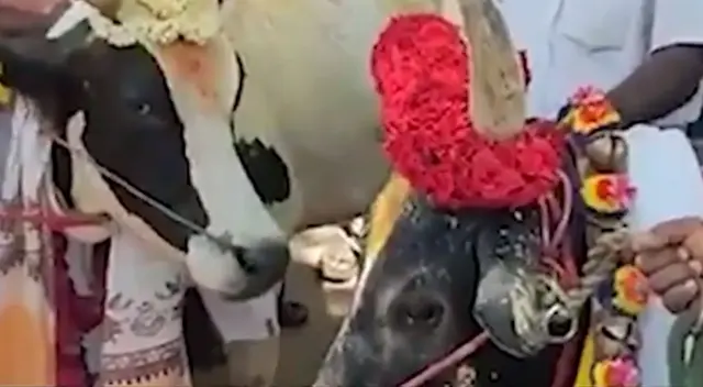 Un curioso toro hizo hasta lo imposible para alcanzar a una vaca, dejando sorprendidos a miles de internautas. Un curioso toro hizo hasta lo imposible para alcanzar a una vaca, dejando sorprendidos a miles de internautas.