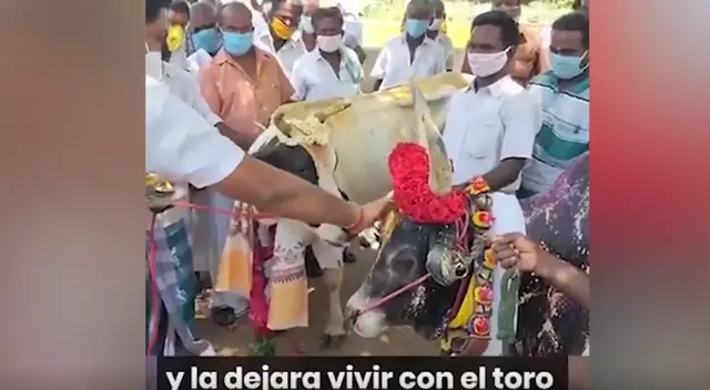 Un curioso toro hizo hasta lo imposible para alcanzar a una vaca, dejando sorprendidos a miles de internautas. Un curioso toro hizo hasta lo imposible para alcanzar a una vaca, dejando sorprendidos a miles de internautas.