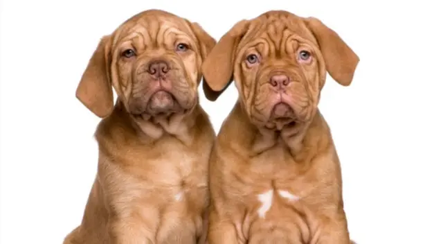 Dos cachorros fueron captados en plena charla en un parque de Estados Unidos. Los internautas se quedaron impresionados por el nivel de concentración de los animales. Dos cachorros fueron captados en plena charla en un parque de Estados Unidos. Los internautas se quedaron impresionados por el nivel de concentración de los animales.