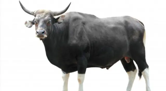 Un toro corrió cuadras para alcanzar un vehículo y evitar que la separen de una linda vaca. El video conmocionó a los internautas que no dejaron de suspirar. Un toro corrió cuadras para alcanzar un vehículo y evitar que la separen de una linda vaca. El video conmocionó a los internautas que no dejaron de suspirar.