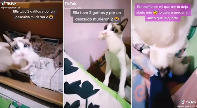 La gatita confió en su dueña y le dejó a su bebé.