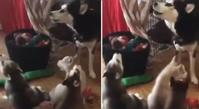 La emotiva escena se ha robado el corazón de miles de usuarios en las redes sociales. La emotiva escena se ha robado el corazón de miles de usuarios en las redes sociales.