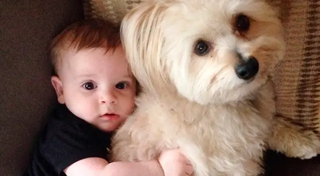 La madre compartió el video en Twitter generando la risa de cibernautas ante la peculiar reacción del can. La madre compartió el video en Twitter generando la risa de cibernautas ante la peculiar reacción del can.