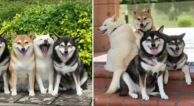 Las fotografías de los perritos se hicieron virales en redes sociales.