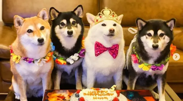 Las fotografías de los perritos se hicieron virales en redes sociales.