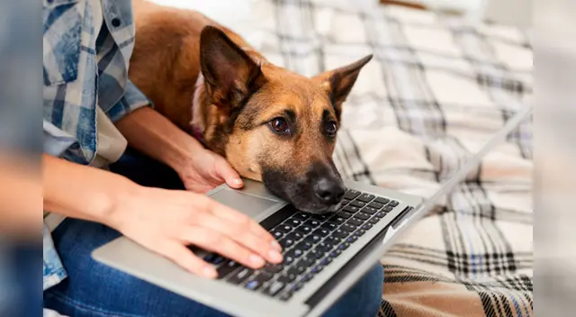 Perrita espera afuera del cuarto de su dueña hasta que termine su examen final