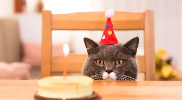 Familia le hace una fiesta a su gato y le canta 'Feliz cumpleaños' de manera peculiar Familia le hace una fiesta a su gato y le canta 'Feliz cumpleaños' de manera peculiar