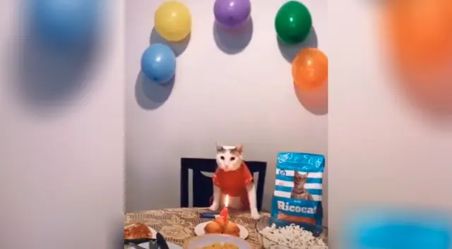 Familia le hace una fiesta a su gato y le canta 'Feliz cumpleaños' de manera peculiar Familia le hace una fiesta a su gato y le canta 'Feliz cumpleaños' de manera peculiar