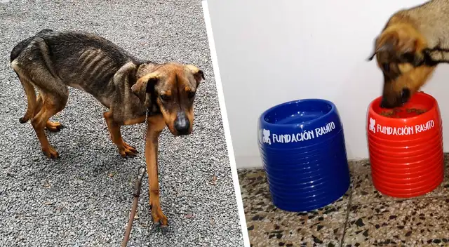 Fundación viene ayudando a perrita con extraña enfermedad con la venta de los 'platitos solidarios'.