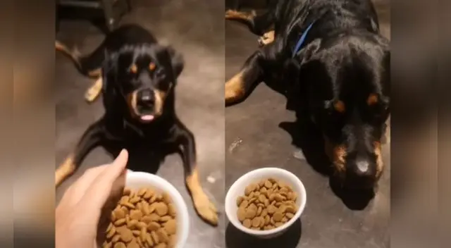 La divertida escena causó sensación en las redes sociales.