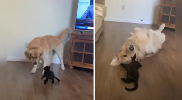 La peculiar escena causó sensación en las redes sociales. La peculiar escena causó sensación en las redes sociales.