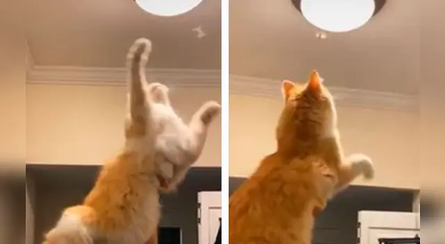 La escena causó el asombro de varios usuarios en las redes sociales. La escena causó el asombro de varios usuarios en las redes sociales.