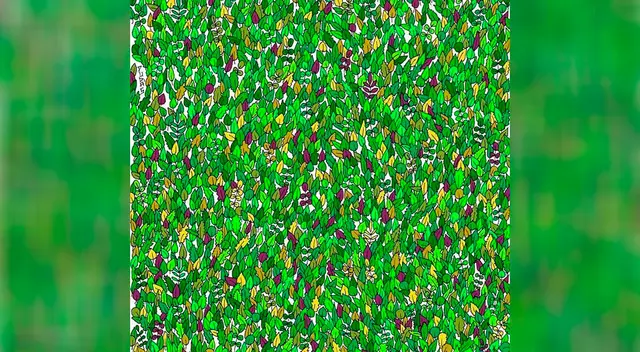 Encuentra a la rana camuflada entre las hojas