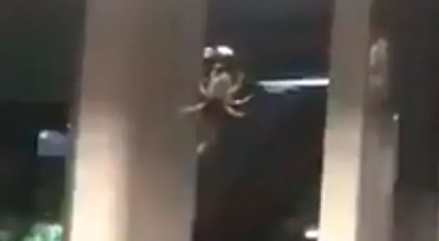 El video de una enorme araña en el metro de México se vuelve viral en Twitter.