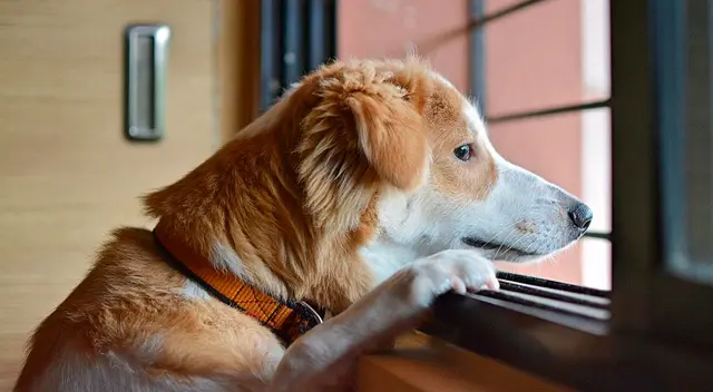 Perrita espera afuera del cuarto de su dueña hasta que termine su examen final.