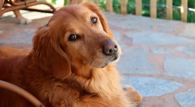 Perrita espera afuera del cuarto de su dueña hasta que termine su examen final.
