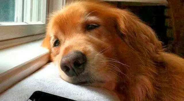 Perrita espera afuera del cuarto de su dueña hasta que termine su examen final.