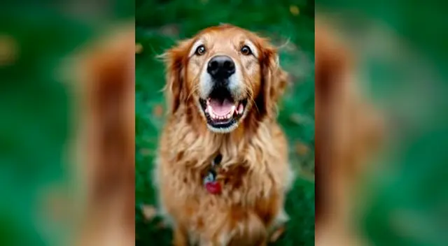 Perrita espera afuera del cuarto de su dueña hasta que termine su examen final.