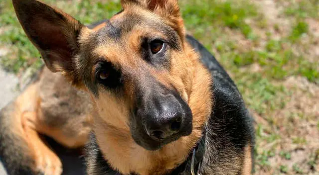 Perrita espera afuera del cuarto de su dueña hasta que termine su examen final.