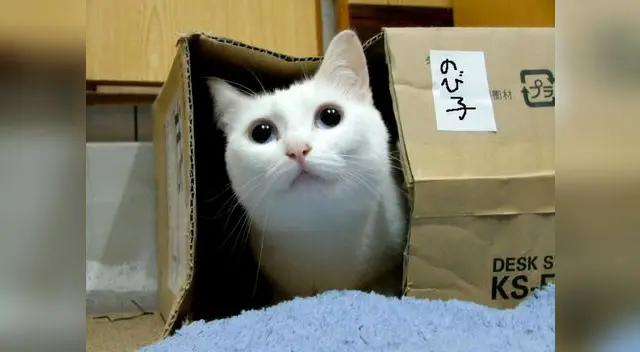 El video viral de Youtube dejó sorprendidos a todos los internautas con la reacción del perro y el gato a ver a su dueña en el piso.