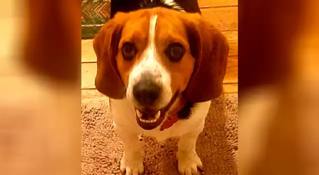 El tierno comportamiento de un perrito hacia un hombre que lo salvó de ser sacrificado
