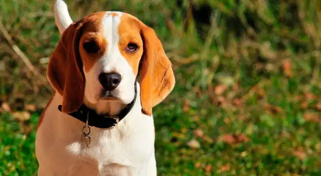 El tierno comportamiento de un perrito hacia un hombre que lo salvó de ser sacrificado