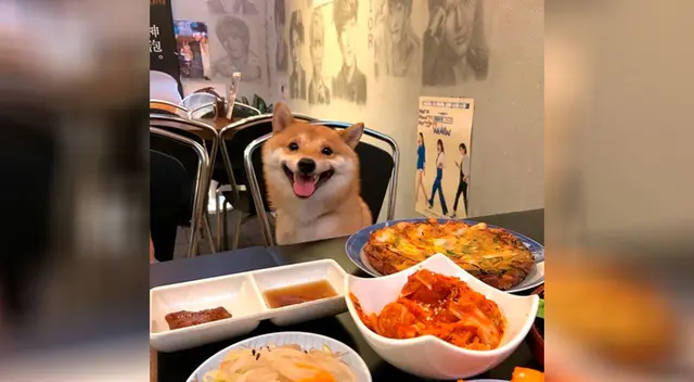 Perrito se vuelve viral por sonreír cada vez que ve comida Perrito se vuelve viral por sonreír cada vez que ve comida