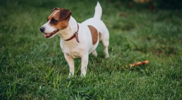 Perrita espera afuera del cuarto de su dueña hasta que termine su examen final