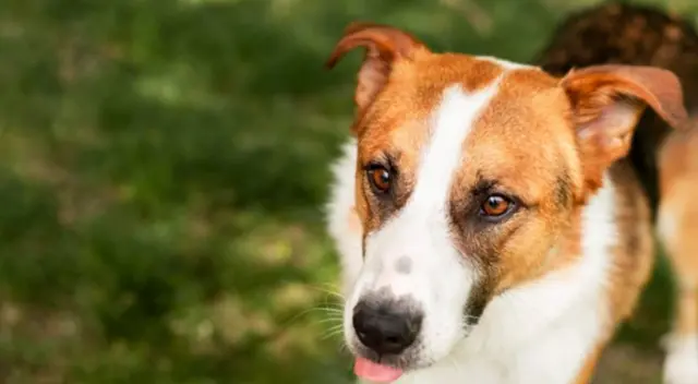 Perrita espera afuera del cuarto de su dueña hasta que termine su examen final