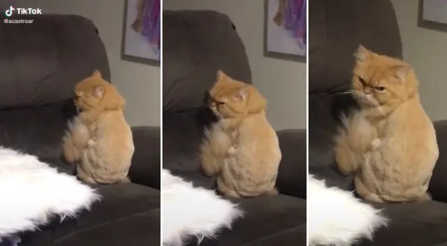 El video viral de Youtube dejó sorprendidos a todos los internautas con la reacción del perro y el gato a ver a su dueña en el piso.